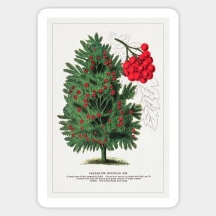 Mountain Ash tree lithograph (1900) Sticker